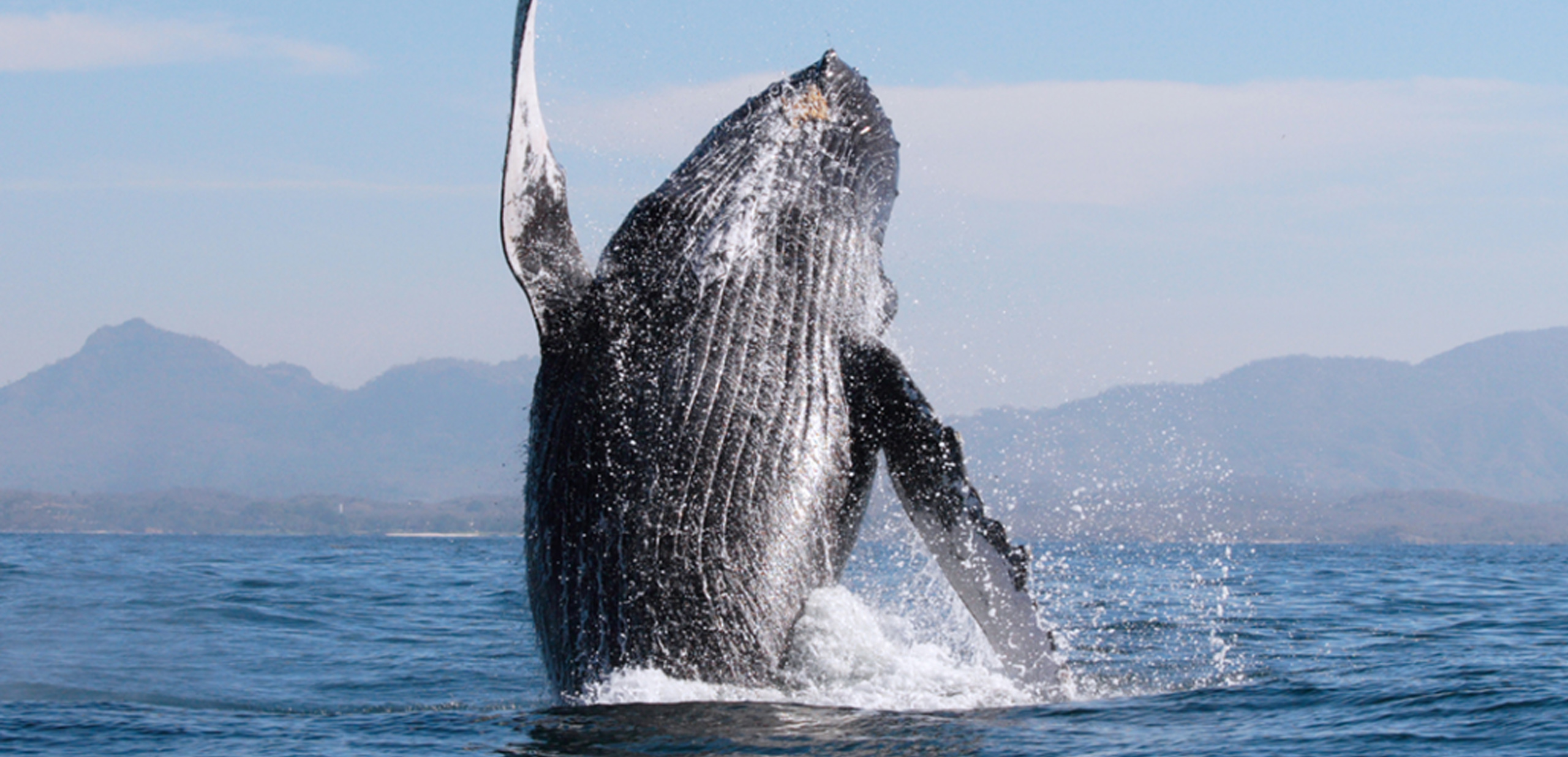 Ballenas Nayarita